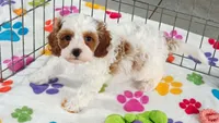 Jack, a male Cavapoo and Poodle - Toy  for sale in Tucson, AZ – 3 of 10