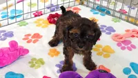 Rudy, a male Cavapoo and Poodle - Toy  for sale in Tucson, AZ – 3 of 9