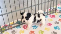 Dakota, a female Maltese and Papillon for sale in Tucson, AZ – 4 of 10