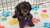 Alex, a male Cavapoo and Poodle - Toy  for sale in Tucson, AZ – 10 of 10