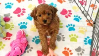 Dixie, a female Cavapoo for sale in Tucson, AZ – 2 of 10