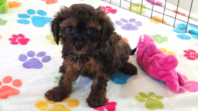 Rudy – Cavapoo, Poodle - Toy  puppy for sale in Tucson, AZ