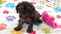 Rudy, a male Cavapoo and Poodle - Toy  for sale in Tucson, AZ – 1 of 9