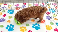 George, a male Cavapoo and Poodle - Toy  for sale in Tucson, AZ – 9 of 10