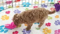 Lilly, a female Cavapoo and Poodle - Toy  for sale in Tucson, AZ – 10 of 10