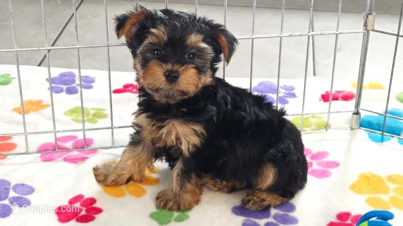 Oscar – Yorkshire Terrier puppy for sale in Tucson, AZ