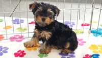Oscar, a male Yorkshire Terrier for sale in Tucson, AZ – 1 of 9