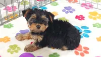 Oscar, a male Yorkshire Terrier for sale in Tucson, AZ – 7 of 9