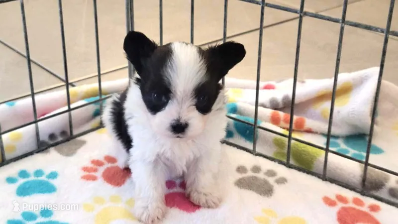 Baxter, a male Papillon for sale in Tucson, AZ – 1 of 9