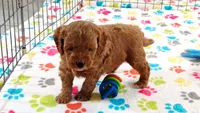 Otis, a male Cavapoo and Poodle - Miniature  for sale in Tucson, AZ – 9 of 10
