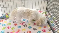 Holly, a female Shih Tzu for sale in Tucson, AZ – 9 of 9