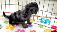 Willow, a female Cavapoo and Poodle - Toy  for sale in Tucson, AZ – 7 of 10