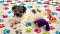 Hunter, a male Havapoo for sale in Tucson, AZ – 8 of 10