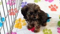 Ginger, a female Cavapoo and Poodle - Toy  for sale in Tucson, AZ – 6 of 10