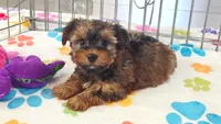 Bruce, a male Yorkshire Terrier for sale in Tucson, AZ – 4 of 10