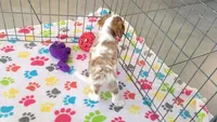 Jazzy, a female Cavalier King Charles Spaniel for sale in Tucson, AZ – Photo 7 of 10