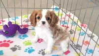 Jazzy, a female Cavalier King Charles Spaniel for sale in Tucson, AZ – Photo 8 of 10