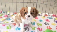 Jazzy, a female Cavalier King Charles Spaniel for sale in Tucson, AZ – Photo 1 of 10