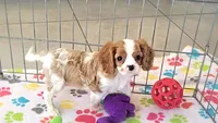 Jazzy, a female Cavalier King Charles Spaniel for sale in Tucson, AZ – Photo 2 of 10