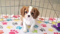 Jazzy, a female Cavalier King Charles Spaniel for sale in Tucson, AZ – Photo 10 of 10