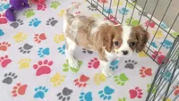 Jazzy, a female Cavalier King Charles Spaniel for sale in Tucson, AZ – Photo 5 of 10