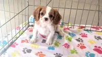 Jazzy, a female Cavalier King Charles Spaniel for sale in Tucson, AZ – Photo 6 of 10