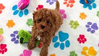 Chase, a male Cavapoo and Poodle - Toy  for sale in Tucson, AZ – 4 of 10