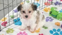 Bandit, a male Maltese and Papillon for sale in Tucson, AZ – 9 of 10