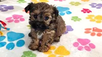 Jasmine, a female Yorkshire Terrier and Poodle - Toy  for sale in Tucson, AZ – 5 of 10