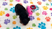 Luke, a male Yorkshire Terrier for sale in Tucson, AZ – 7 of 10