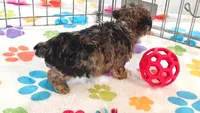 Marshall, a male Yorkshire Terrier and Poodle - Toy  for sale in Tucson, AZ – 6 of 10