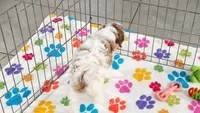 Buck, a male Cavapoo and Poodle - Toy  for sale in Tucson, AZ – 10 of 10