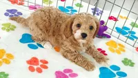 Dixie, a female Cavapoo and Poodle - Toy  for sale in Tucson, AZ – 7 of 9