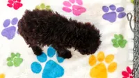 Nugget, a female Cockapoo and Poodle - Toy  for sale in Tucson, AZ – 7 of 9