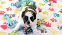 Ella, a female Shih Tzu and Poodle - Toy  for sale in Tucson, AZ – 10 of 10