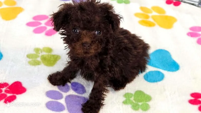 Nugget – Cockapoo, Poodle - Toy  puppy for sale in Tucson, AZ