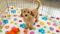 Frankie, a male Cavapoo and Poodle - Miniature  for sale in Tucson, AZ – 9 of 10