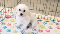 Tyson, a male Maltipoo for sale in Tucson, AZ – 2 of 10