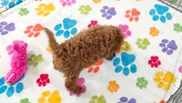 Chase, a male Cavapoo and Poodle - Toy  for sale in Tucson, AZ – 9 of 10