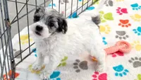 Sydney, a female Havapoo for sale in Tucson, AZ – 2 of 8