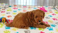 Otis, a male Cavapoo and Poodle - Miniature  for sale in Tucson, AZ – 10 of 10