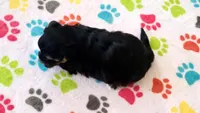 Justin, a male Havanese for sale in Tucson, AZ – 9 of 9