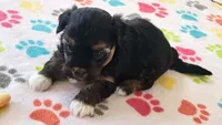 Justin, a male Havanese for sale in Tucson, AZ – 3 of 9