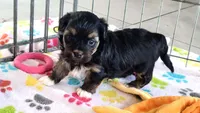 Justin, a male Havanese for sale in Tucson, AZ – 5 of 9