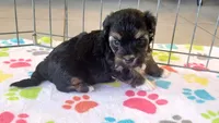 Justin, a male Havanese for sale in Tucson, AZ – 7 of 9