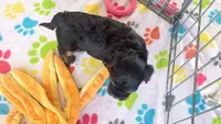 Justin, a male Havanese for sale in Tucson, AZ – 6 of 9