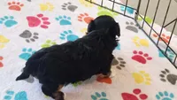 Justin, a male Havanese for sale in Tucson, AZ – 2 of 9