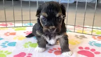 Justin, a male Havanese for sale in Tucson, AZ – 1 of 9