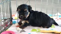 Justin, a male Havanese for sale in Tucson, AZ – 8 of 9
