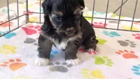 Justin, a male Havanese for sale in Tucson, AZ – 4 of 9